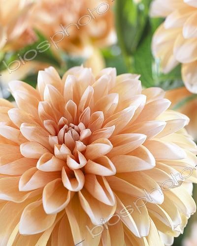 Biosphoto | 2573303 | Dahlia Anne Elise | &copy; VisionsPictures & Photography / Visions Pictures / Biosphoto