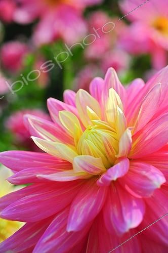 Biosphoto | 1001122 | Dahlia 'Bel Amour' in bloom in a garden | &copy; Frédéric Didillon / Biosphoto