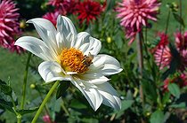 Biosphoto | 44234 | Dahlia 
