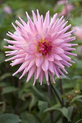 Biosphoto | 2075677 | Dahlia cactus 'Preference' en fleur dans un jardin | &copy; Frédéric Tournay / Biosphoto