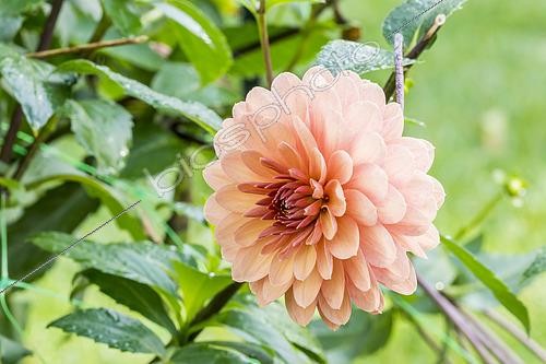Biosphoto | 2433096 | Dahlia 'Château de la Bourdaisière', flower | &copy; Alain Kubacsi / Biosphoto