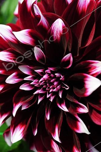 Biosphoto | 1001107 | Dahlia 'Contraste' in bloom in a garden | &copy; Frédéric Didillon / Biosphoto