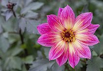 Biosphoto | 2512895 | Dahlia, Dahlia Australis, Close-up opf pink coloured flower showing petals and stamen. | &copy; Flowerphotos / Biosphoto