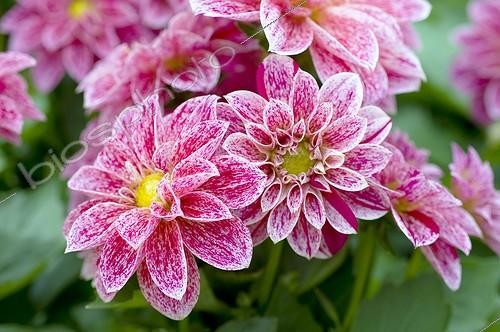 Biosphoto | 543267 | Dahlia en fleur dans un jardin | &copy; Frédéric Didillon / Biosphoto