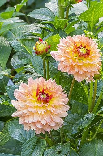 Biosphoto | 2572856 | Dahlia 'Erna Panzer', flowers | &copy; Alain Kubacsi / Biosphoto