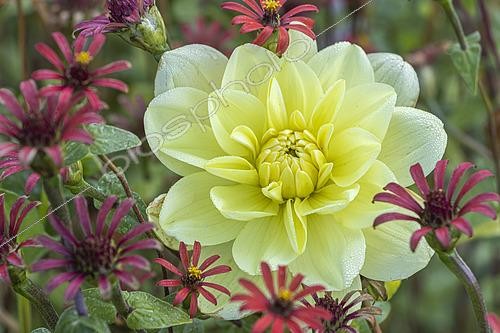 Biosphoto | 2595938 | Dahlia 'Glorie van Heemstede', Zinnia peruviana, Breeder : Geerlings (NDL) 1947, fleurs | &copy; Alain Kubacsi / Biosphoto