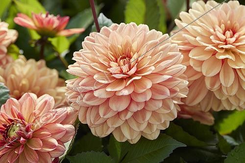 Biosphoto | 2573298 | Dahlia Go Go Peach, fleurs | &copy; VisionsPictures & Photography / Visions Pictures / Biosphoto