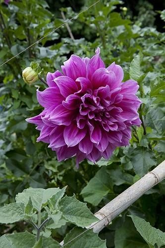 Biosphoto | 1200679 | Dahlia in Aygalades allotment garden Marseille France | &copy; Philippe Giraud / Biosphoto