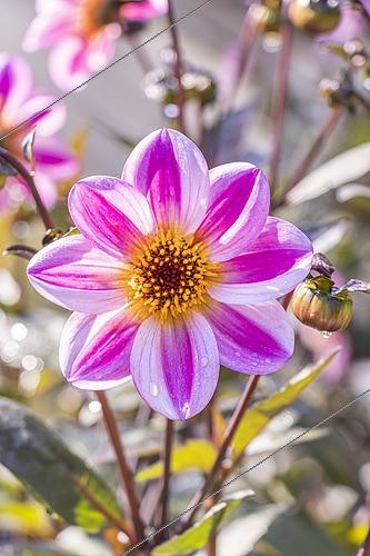 Biosphoto | 2590577 | Dahlia 'La Vie en Rose', Breeder : Kneblewski (FRA) 2019, fleur | &copy; Alain Kubacsi / Biosphoto
