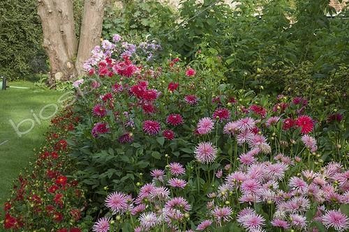 Biosphoto | 2024324 | Dahlias in bloom in a garden | &copy; Dominique Dumas / Biosphoto