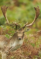 Biosphoto | 2608783 | Daim (Dama dama) mâle adulte, dont les bois sont recouverts de fougères et d'herbes pour être montrés pendant le rut, Leicestershire, Angleterre, Royaume-Uni | &copy; FLPA / Mark Sisson / imageBROKER / Biosphoto