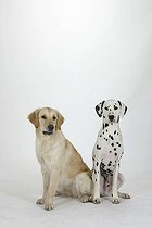 Biosphoto | 1466188 | Dalmatian and Golden Retriever | &copy; Arco Images / Wegner Petra / imageBROKER / Biosphoto