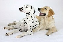 Biosphoto | 1480734 | Dalmatian and Golden Retriever | &copy; Arco Images / Wegner Petra / imageBROKER / Biosphoto