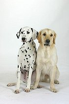 Biosphoto | 1480779 | Dalmatian and Golden Retriever | &copy; Arco Images / Wegner Petra / imageBROKER / Biosphoto