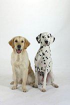 Biosphoto | 1480809 | Dalmatian and Golden Retriever | &copy; Arco Images / Wegner Petra / imageBROKER / Biosphoto