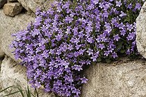 Biosphoto | 487941 | Dalmatian Bellflower Languedoc-Roussilon France | &copy; Hervé Lenain & Marie-Pierre Samel / Biosphoto
