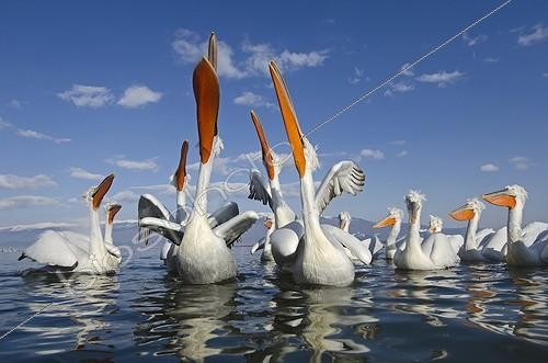 Biosphoto | 1757303 | Dalmatian Pelicans being fed by fisherman at Lake Kerkini | &copy; David Tipling / Biosphoto