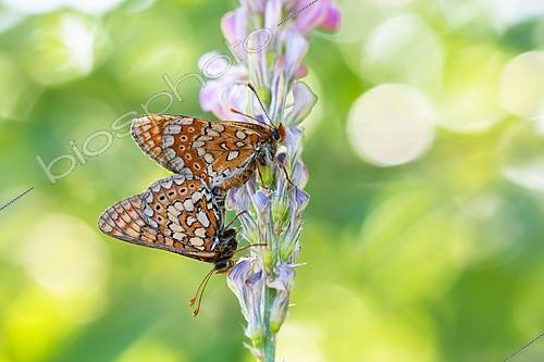 Biosphoto | 2621140 | Damier de la succise (Euphydryas aurinia) accouplement sur fleurs de sainfoin, site naturel protégé de la pelouse calcaire de Lorry-Mardigny, Lorraine, France | &copy; Stéphane Vitzthum / Biosphoto
