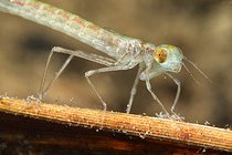 Biosphoto | 2602112 | Damselfly larva (Zygoptera sp) in a pond just after moult, city of Couffy, Loir et Cher, France | &copy; Bruno Guénard / Biosphoto