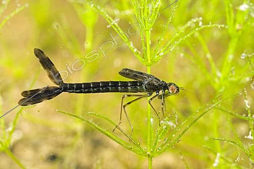 Biosphoto | 2622362 | Damselfly nymph - city of Couffy - Loir et Cher - France | &copy; Bruno Guénard / Biosphoto