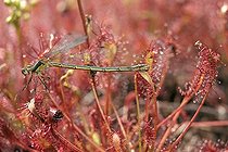 Biosphoto | 158205 | Damselfly sticking on Long heaved Sundew Vosges France | &copy; André Simon / Biosphoto