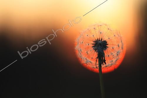 Biosphoto | 2619548 | Dandelion Achene (Taraxacum officinale) in the setting sun circle, France. | &copy; Christophe Perelle / Biosphoto