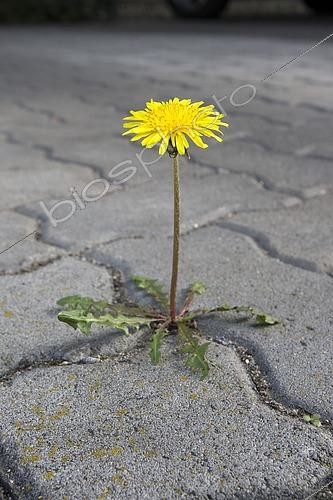 Biosphoto | 2445247 | Dandelion growing between paving stones | © Bernhard Kreutzer / imageBROKER / Biosphoto