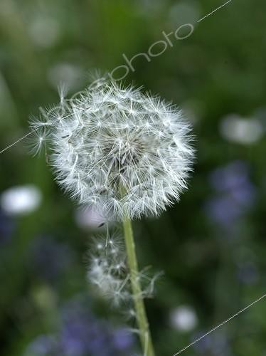 Biosphoto | 1209402 | Dandelion seed dispersal in a garden | &copy; Gilles Le Scanff & Joëlle-Caroline Mayer / Biosphoto