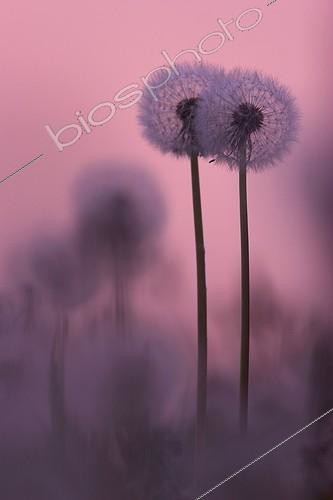 Biosphoto | 523748 | Dandelions at nightfall Brenne | &copy; Christophe Perelle / Biosphoto