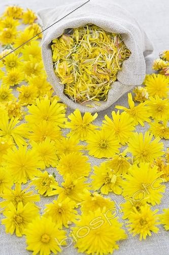 Biosphoto | 988245 | Dandelions Flowers being dried | &copy; Frédérique Bidault / Biosphoto