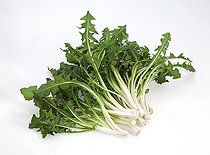 Biosphoto | 1441898 | Dandelions on white background | &copy; Gérard Lacz / Biosphoto