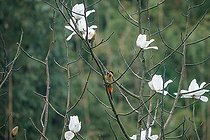 Biosphoto | 2584538 | Darjeeling woodpecker (Dendrocopos darjellensis), perched in a magnolia tree, Singalila National Park, Himalayas, Nepal | &copy; Sylvain Cordier / Biosphoto