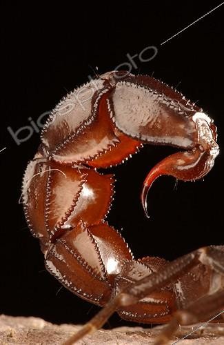 Biosphoto | 84454 | Dart of a Scorpion United Arab Emirates | &copy; Xavier Eichaker / Biosphoto