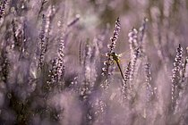 Biosphoto | 2609671 | Darter, resting, in heather, morning, NSG Westruper Heide, Haltern, North Rhine-Westphalia, Germany | &copy; Christof Wermter / imageBROKER / Biosphoto