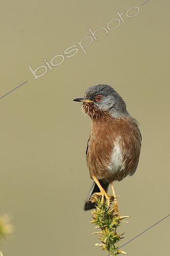 Biosphoto | 2127298 | Dartford Warbler (Sylvia undata) male on a gorse, Brittany, France | &copy; Emile Barbelette / Biosphoto
