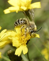 Biosphoto | 2089520 | Dasypode à pattes jaunes (Dasypoda hirtipes) mâlesur Crépide (Crepis sp), Parc naturel régional des Vosges du Nord, France | &copy; Michel Rauch / Biosphoto