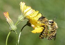 Biosphoto | 2089522 | Dasypode à pattes jaunes (Dasypoda hirtipes) tentative d'accouplement sur Crépide (Crepis sp), Parc naturel régional des Vosges du Nord, France | &copy; Michel Rauch / Biosphoto