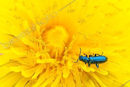 Biosphoto | 2621141 | Dasyte émeraude ou Psilothrix vert (Psilothrix viridicoerulea) couvert de pollen sur une fleur jaune de pissenlit, côte calcaire, Arnaville, Lorraine, France | &copy; Stéphane Vitzthum / Biosphoto