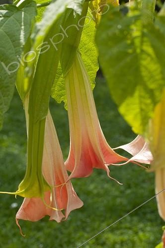 Biosphoto | 1249712 | Datura in bloom in a garden | &copy; Frédéric Didillon / Biosphoto