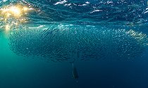 Biosphoto | 2585521 | Dauphin commun (Delinus delphis) chassant des sardines dans l'océan indien, proche de Port Saint-Johns en Afrique du sud | &copy; Bruno Guénard / Biosphoto