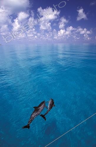 Biosphoto | 110963 | Dauphins tachetés de l'Atlantique nageant en surface Bahamas | &copy; Brandon Cole / Biosphoto