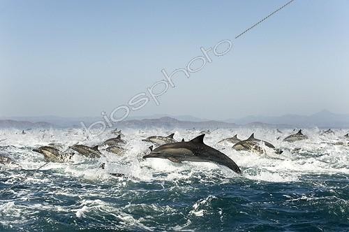 Biosphoto | 1921890 | Dauphnis communs fuyant des Orques - Océan Pacifique | &copy; Christopher Swann / Biosphoto