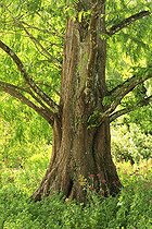 Biosphoto | 1973108 | Dawn redwood at Parc Floral Orléans-la-Source | &copy; Hervé Lenain / Biosphoto
