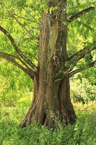 Biosphoto | 1973108 | Dawn redwood at Parc Floral Orléans-la-Source | &copy; Hervé Lenain / Biosphoto