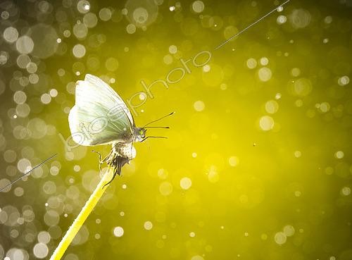Biosphoto | 2446269 | Daytime butterfly on the fly, San Cristobal de las Casas, Chiapas, Mexico. | &copy; Jorge Figueroa / Biosphoto