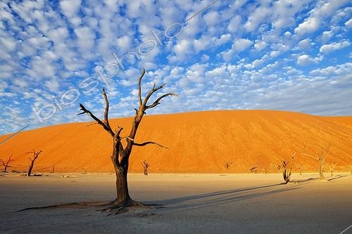 Biosphoto | 1752787 | Dead Acacia tree Salt pan Dead Vlei Namibia | &copy; Martin Harvey / Biosphoto