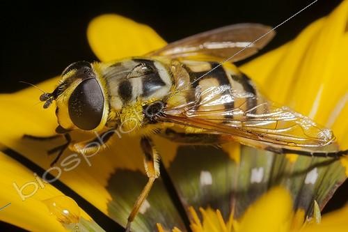 Biosphoto | 1808439 | Dead head fly on a Gazania rigens flower in autumn France | &copy; Olivier Miniato / Biosphoto