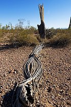 Biosphoto | 1250443 | Dead Saguaro Organ pipe cactus NM Arizona USA | &copy; Daniel Heuclin / Biosphoto