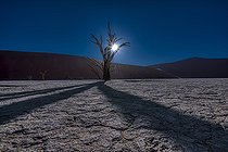 Biosphoto | 2547368 | Dead Tree at Dead Vlei, Namib-Naukluft National ParK Park and National Reserve, Namibia | &copy; Tonino De Marco / Biosphoto