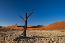 Biosphoto | 2547385 | Dead Tree at Dead Vlei, Namib-Naukluft National ParK Park and National Reserve, Namibia | &copy; Tonino De Marco / Biosphoto
